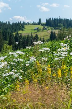 bright multicolored field flowers against the background of tall fir trees, fields, meadows and houses in a mountain valley under a blue cloudy sky. place of rest and tourism