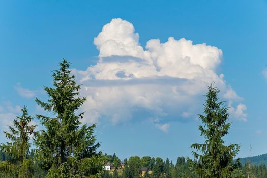 white fluffy cloud on a blue sky above the tip of a green fir