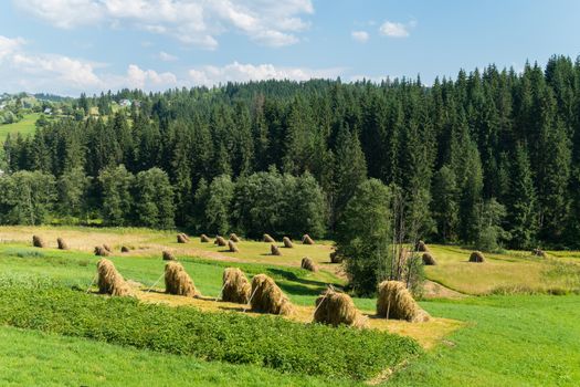 Soyed Carpathian livers of straw in the cities near the spruce forest