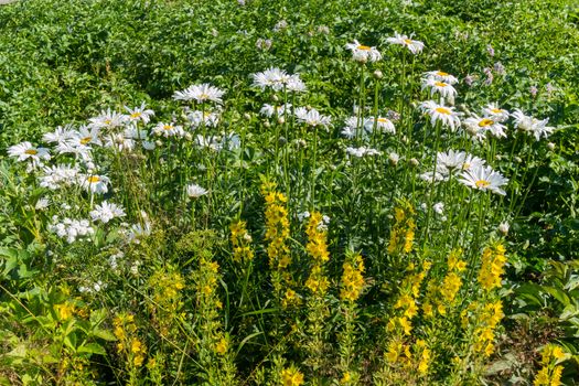 a lawn with delicate daisies and yellow flowers on the background of green hives