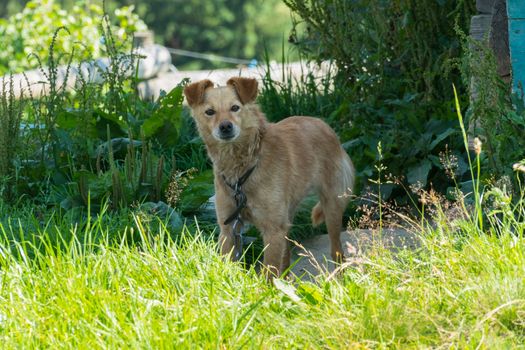 red-haired guard dog in the yard in a collar on a chain