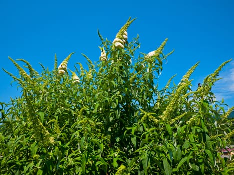 A large lush green bush with white inflorescences and small long leaves