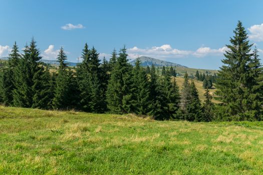 spruce forest in a small ravine in the valley between the grassy hills