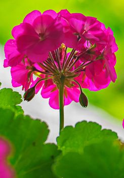 inflorescence of a pink flower with several undisclosed buds with bright green succulent leaves