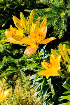 bright yellow lilies emit light in the sun under branches of prickly fir
