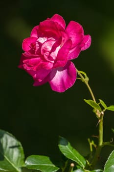 beautiful big bud of white-crimson garden roses