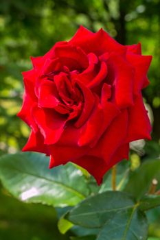 Refined with beautiful petals, a red rose. A flower exuding a pleasant fragrance that will be an ornament of any bouquet.