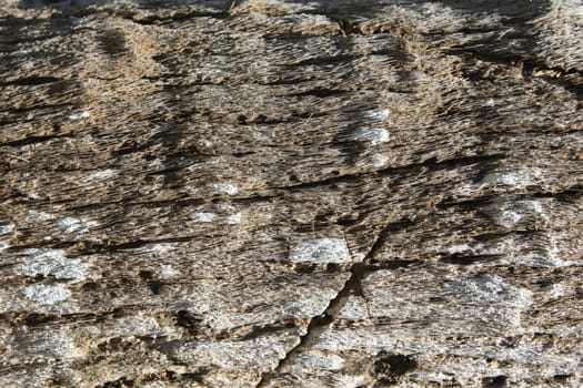 Bark palm tree, wood Texture