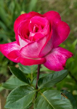 A proud lush pink rose with huge petals and large green leaves