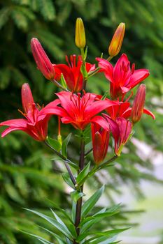 A tall stem with red flowers, some of which are still in buds