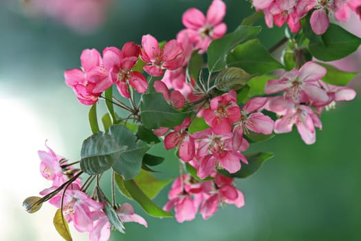 flowering branch of a fruit tree, pink cherry flowers on a white-green blurred background