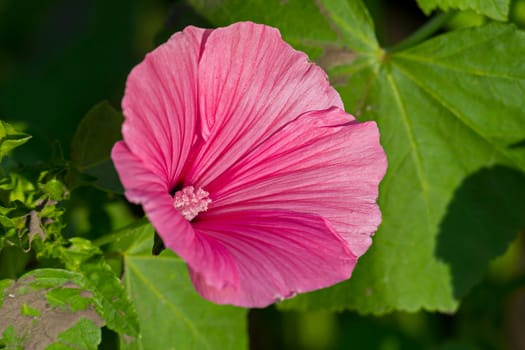 delicate pale pink flower surrounded by green leaves