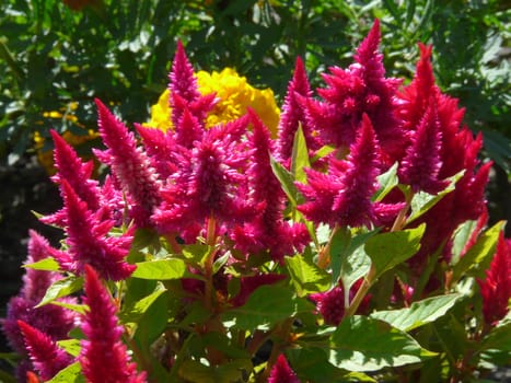 Wonderful pink flowers with sharp tops densely growing on tall juicy stems with tender green leaves.