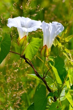 Magnificent white blossoming flowers on a branch with green leaves