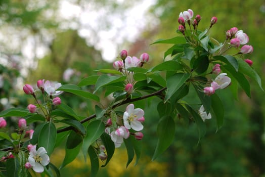 Blooming white petals and undiscovered pink buds on a thin branch with green leaves are all cherry blossoms.