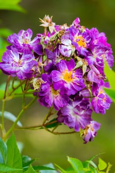 Beautiful blossoming purple flower with a bright orange core