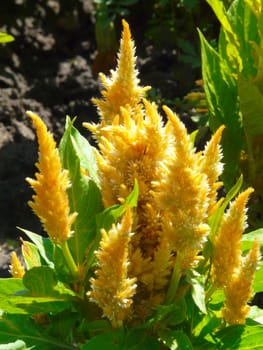 Large bush with long green leaves and orange flowers, like spikelets