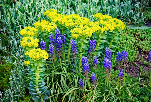 yellow and blue flowers among green leaves and other ornamental plants on the flowerbed