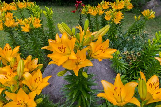 Large yellow lilies planted around a boulder in the park