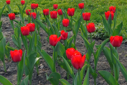 Flowerbed with lush bright red tulips with green leaves on high stems