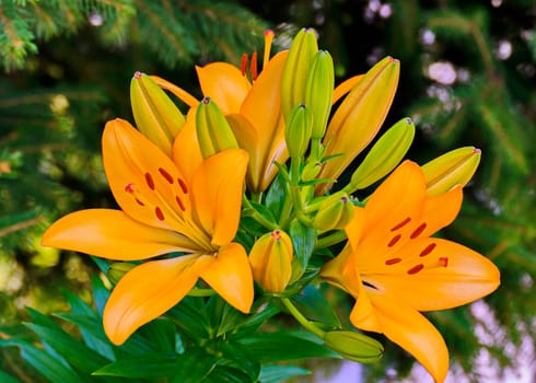 Beautiful flowers and unblown buds of an orange lily in the rays of a gentle sun