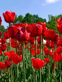 on slender green stems beautiful red tulips is an excellent gift for your beloved