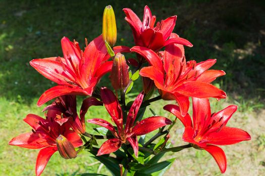 Beautiful bright red lily and still unraveled young buds in the sun