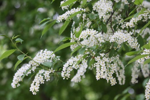 White blossoming petals of flowers on thin twigs with green leaves