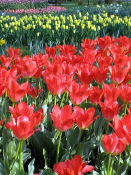 Flowerbed with red tulips in the foreground and yellow on the back