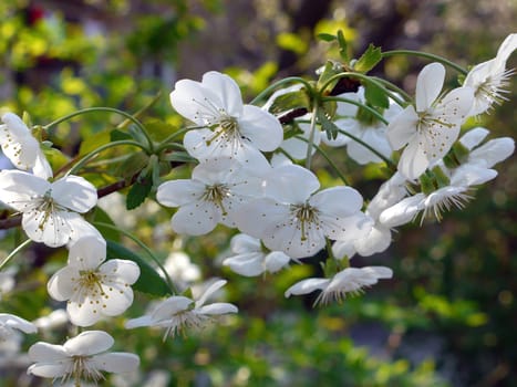 Elegant flowering cherry branch with beautiful flowers with small white petals.