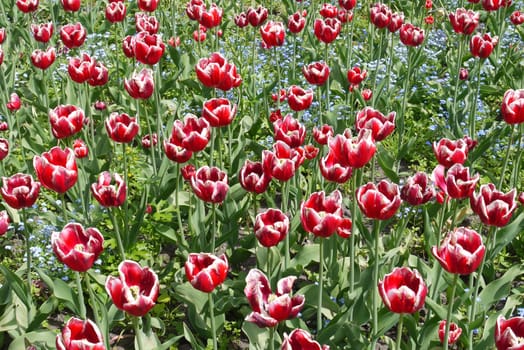 A flower bed full of blossoming red tulips on a high leg with green leaves