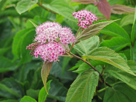 A branch of a flowering plant with hundreds of bright little flowers