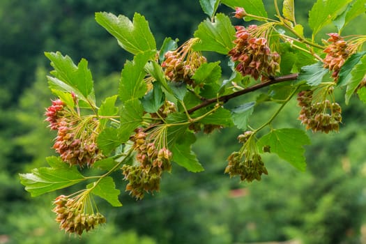 the bunch of perchery hawthorn stuffed with its weight bush branches