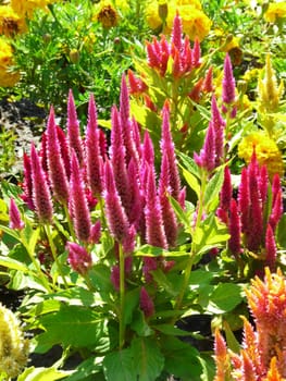 high lavender bushes of Liatris in the garden