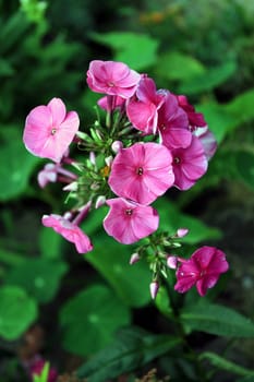 Pink flower petals close-up. Growing up against a background of greenery.