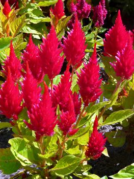 A bed of brightly-raspberry-healing decorates the flower bed with its beauty