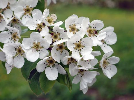 branch of white flowers of fruit tree, apple, pear, plum on a green background