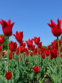A flowerbed in the garden is studded with a carpet of red tulips on high green legs. Slender rows of people sitting under the blue sky.