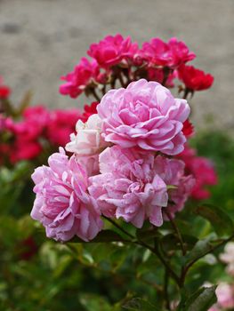 Gentle pale rose-colored bush of beautiful roses. The summer afternoon is outdoors.