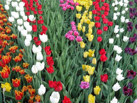chic tulips sitting in rows in the flower-room white red yellow pink burgundy fiery red incredible beauty