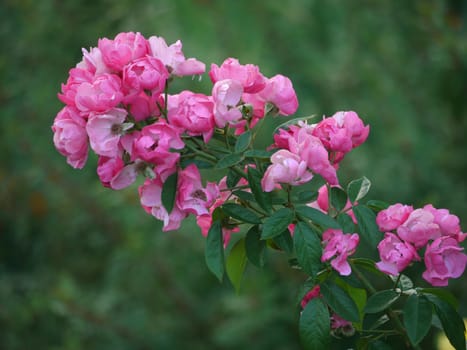 A huge branch with fragrant puffy pale pink roses and green leaves