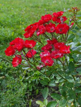 A bush of beautiful, lush scarlet roses with a green leaf on high stems