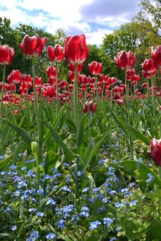 A field of tall red tulips and small blue flowers under them
