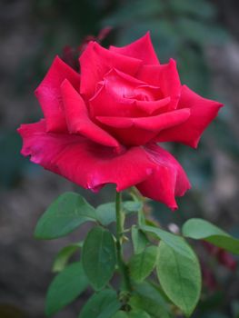 A bright raspberry rose opened its petals. A nice gift for a woman