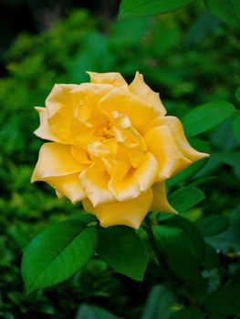 Beautiful, exquisite yellow rose with green leaves on a grass background...