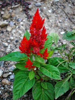 bright red bush of flowers on the ground with gravel