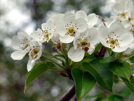 Close-up of delicate white flowers of a fruit tree with black stamens