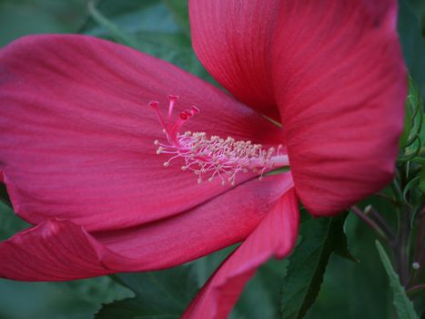 Pestle and stamens inside the flower with wide burgundy petals are very well visible in macro photography.