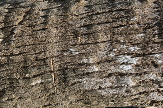 Bark palm tree, wood Texture
