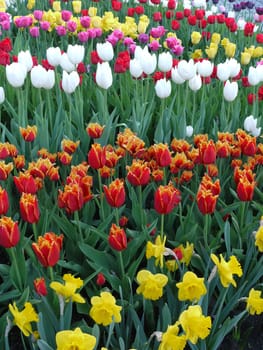 Field with rows of tulips of all different colors. There are red, yellow, white and even pink